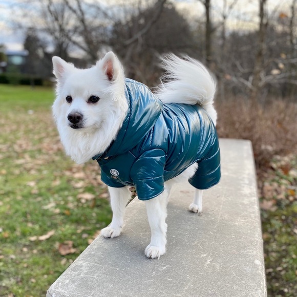 Dog snowsuit. Dog puffer jacket. Wag Swag Brand - Picture 2 of 3